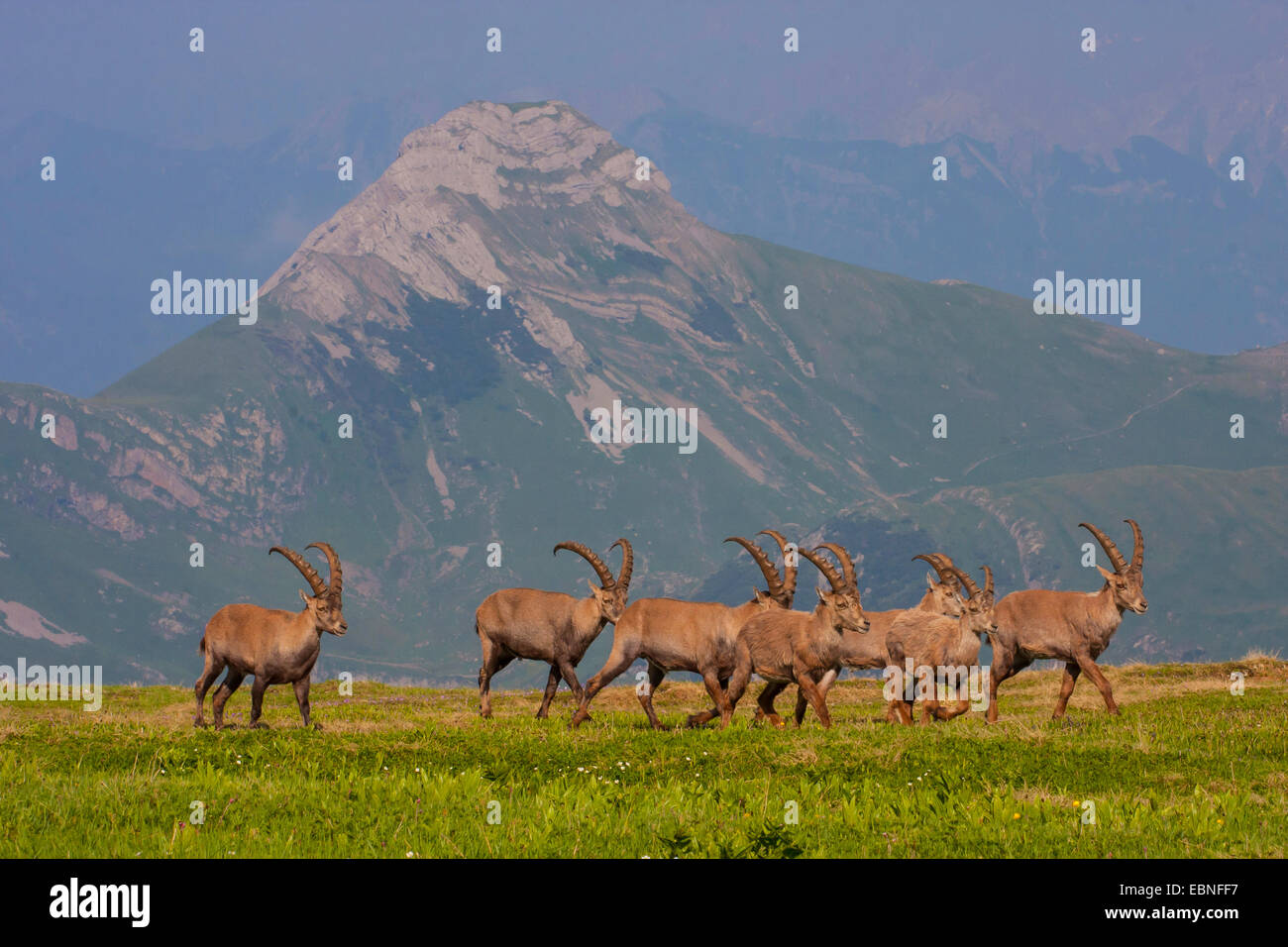 Stambecco delle Alpi (Capra ibex, Capra ibex ibex), pack di stambecchi in un prato di montagna, Svizzera, Toggenburgo, Chaeserrugg Foto Stock