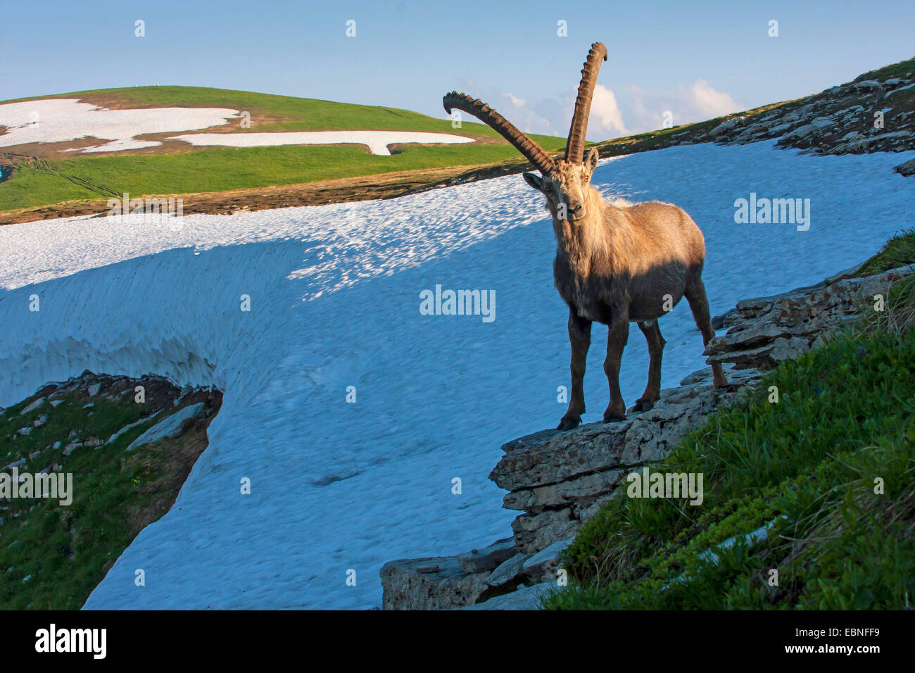 Stambecco delle Alpi (Capra ibex, Capra ibex ibex), in piedi di fronte a un campo di neve, Svizzera, Toggenburgo, Chaeserrugg Foto Stock