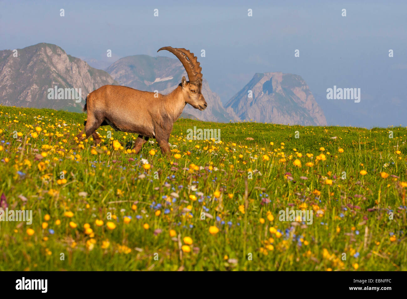 Stambecco delle Alpi (Capra ibex, Capra ibex ibex), passeggiate in un prato di montagna, Svizzera, Toggenburgo, Chaeserrugg Foto Stock
