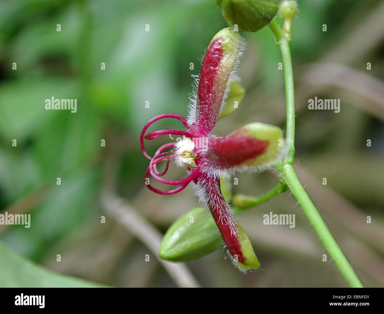 Silke vigna (Periploca graeca), fiore Foto Stock