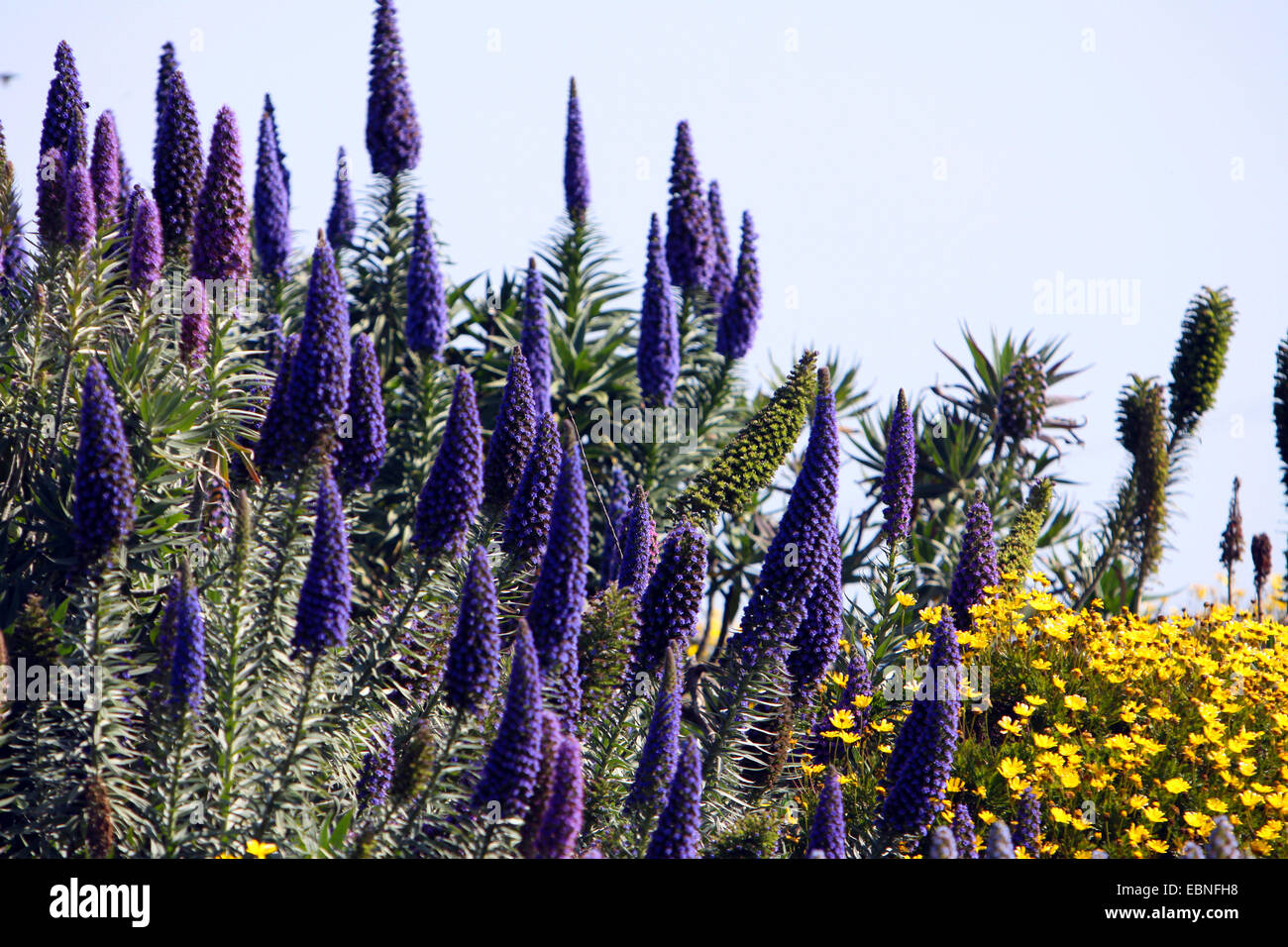 L'orgoglio di Madeira (echium candicans), fioritura, Stati Uniti, California Foto Stock