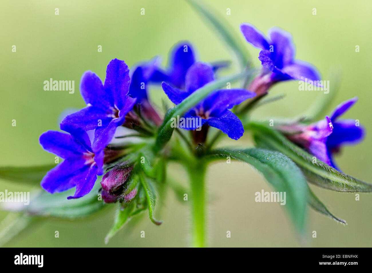 Viola (gromwell purpureocaeruleum Lithospermum, Buglossoides purpureocaeruleum), fiori, in Germania, in Baviera, Maeusberg NSG Foto Stock