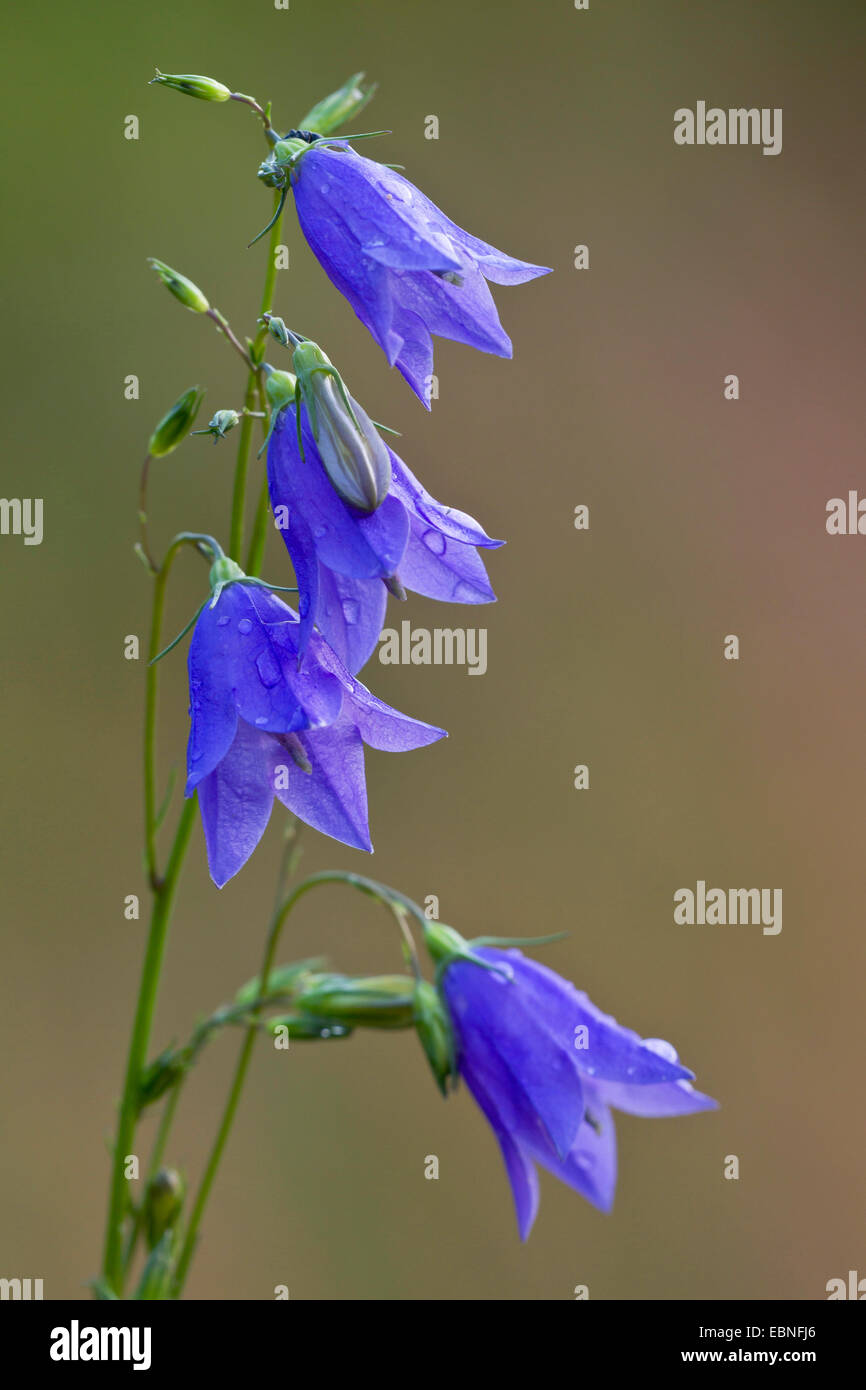 Lady's-ditale, scotch bluebell, harebell (Campanula rotundifolia), fiore, Danimarca Foto Stock