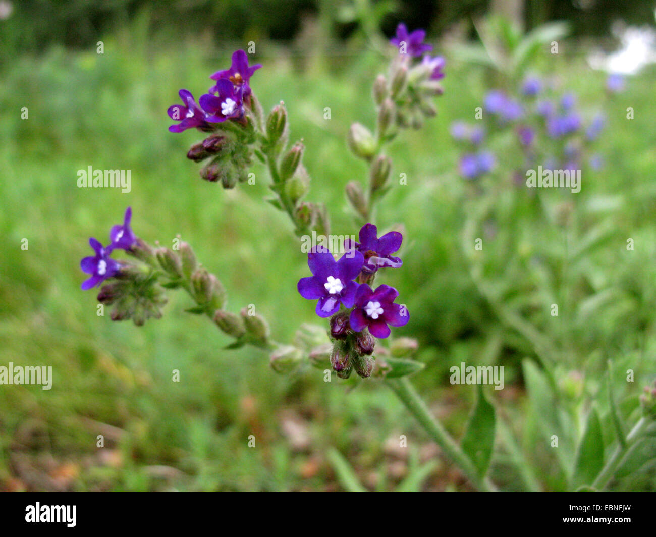 Bugloss comune, alkanet comune (Anchusa officinalis), durante la pioggia, Germania Foto Stock
