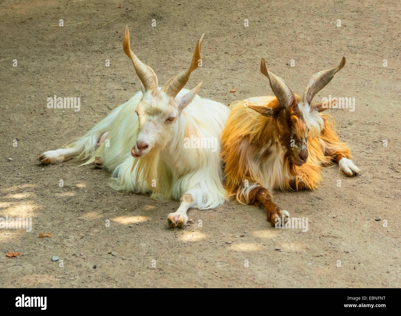 Girgentana (Capra hircus, Capra aegagrus f. hircus), due Girgentanas con caratteristica di corna, ritorto in una forma a spirale, giacente a terra Foto Stock