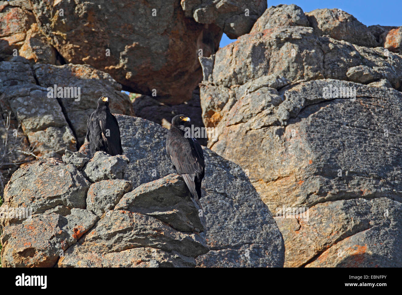 Verreaux's eagle (Aquila verreauxii), coppia seduta in una scogliera, Sud Africa, Namaqua National Park Foto Stock