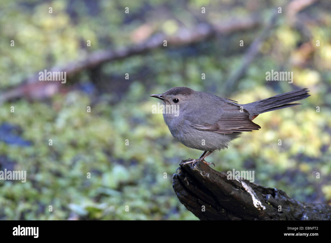 Catbird (Dumetella carolinensis), seduti su deadwood, STATI UNITI D'AMERICA, Florida Foto Stock