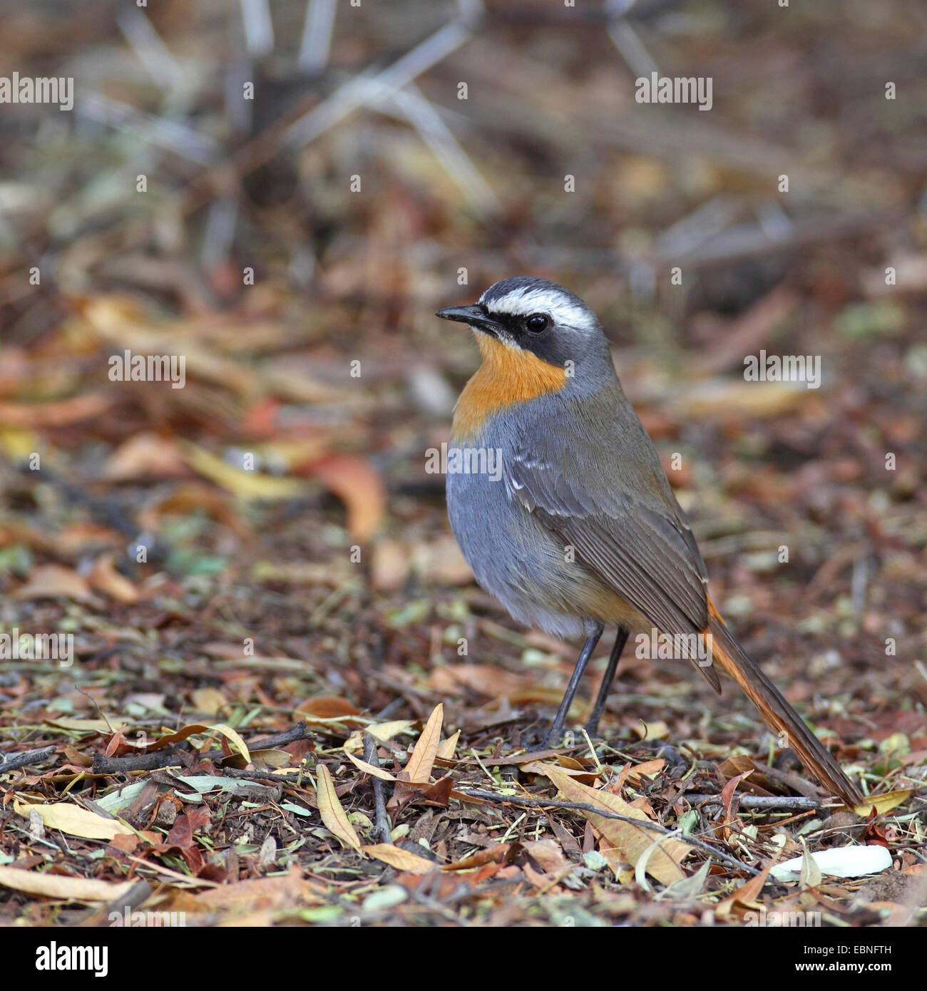 Cape robin chat (Cossypha caffra), in piedi sul suolo, Sud Africa, Augrabies Falls National Park Foto Stock