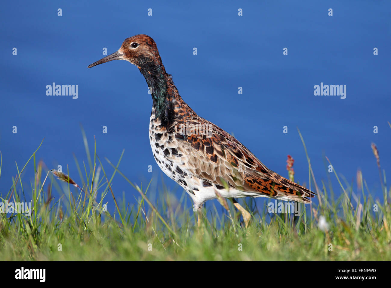 Ruff (Philomachus pugnax), maschio a camminare in un prato presso la banca, Paesi Bassi, Frisia Foto Stock