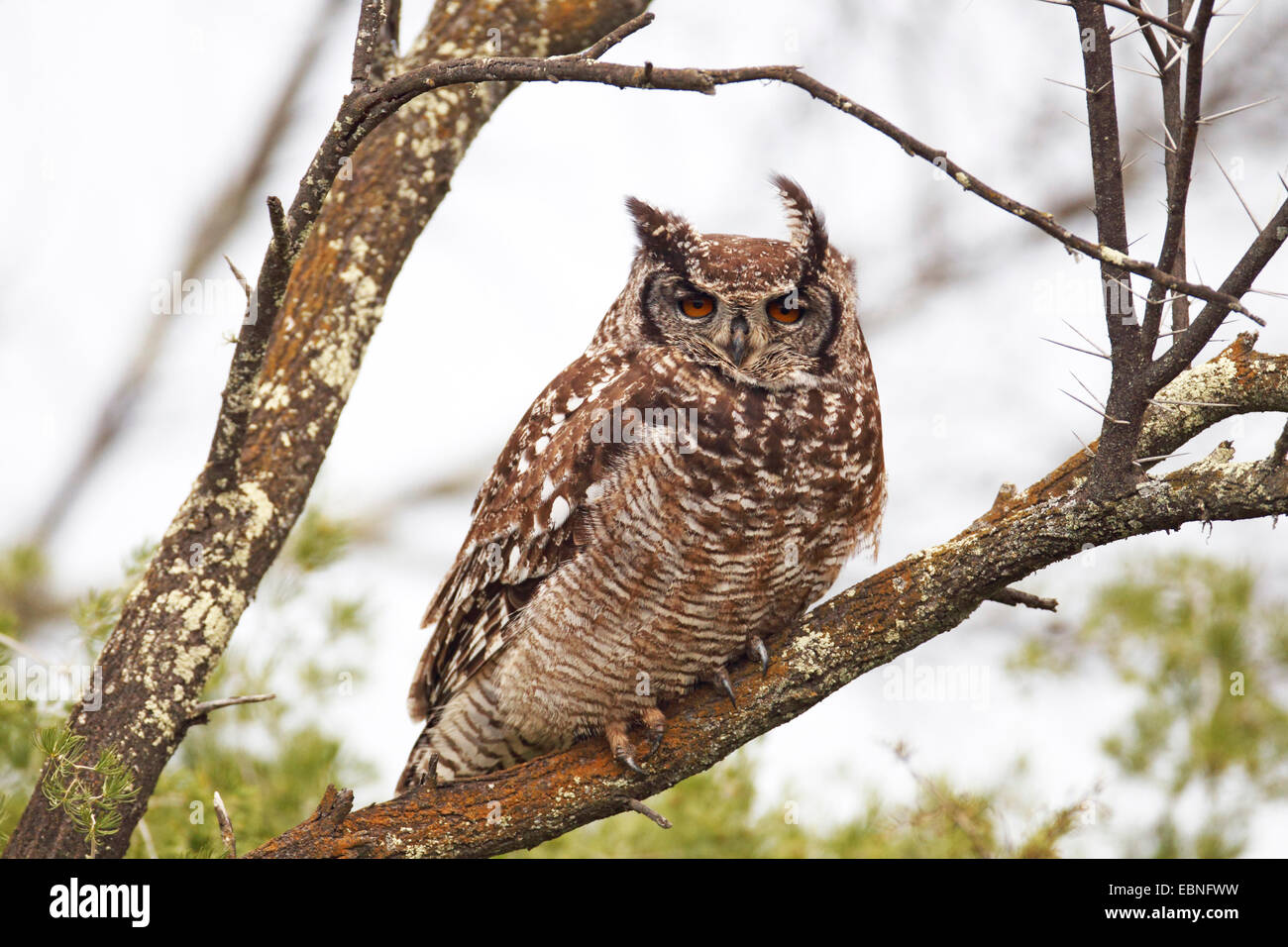 Capo gufo reale (Bubo capensis), il gufo seduto in un albero, Sud Africa, Namaqua National Park Foto Stock