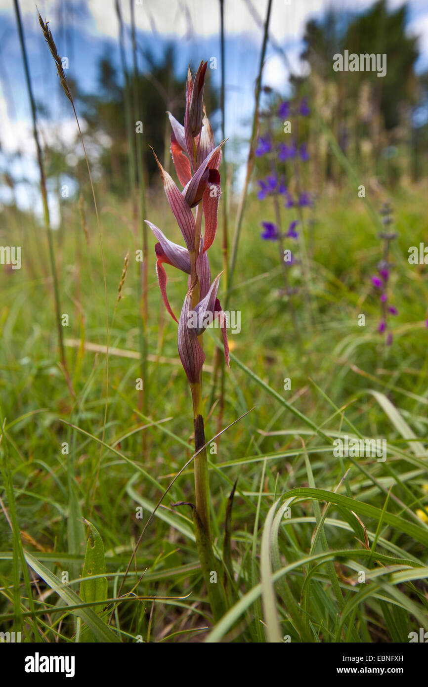 A labbro lungo serapias, aratro-condividere serapias (Serapias vomeracea s.l.m.), fioritura, Croazia, Istria Foto Stock