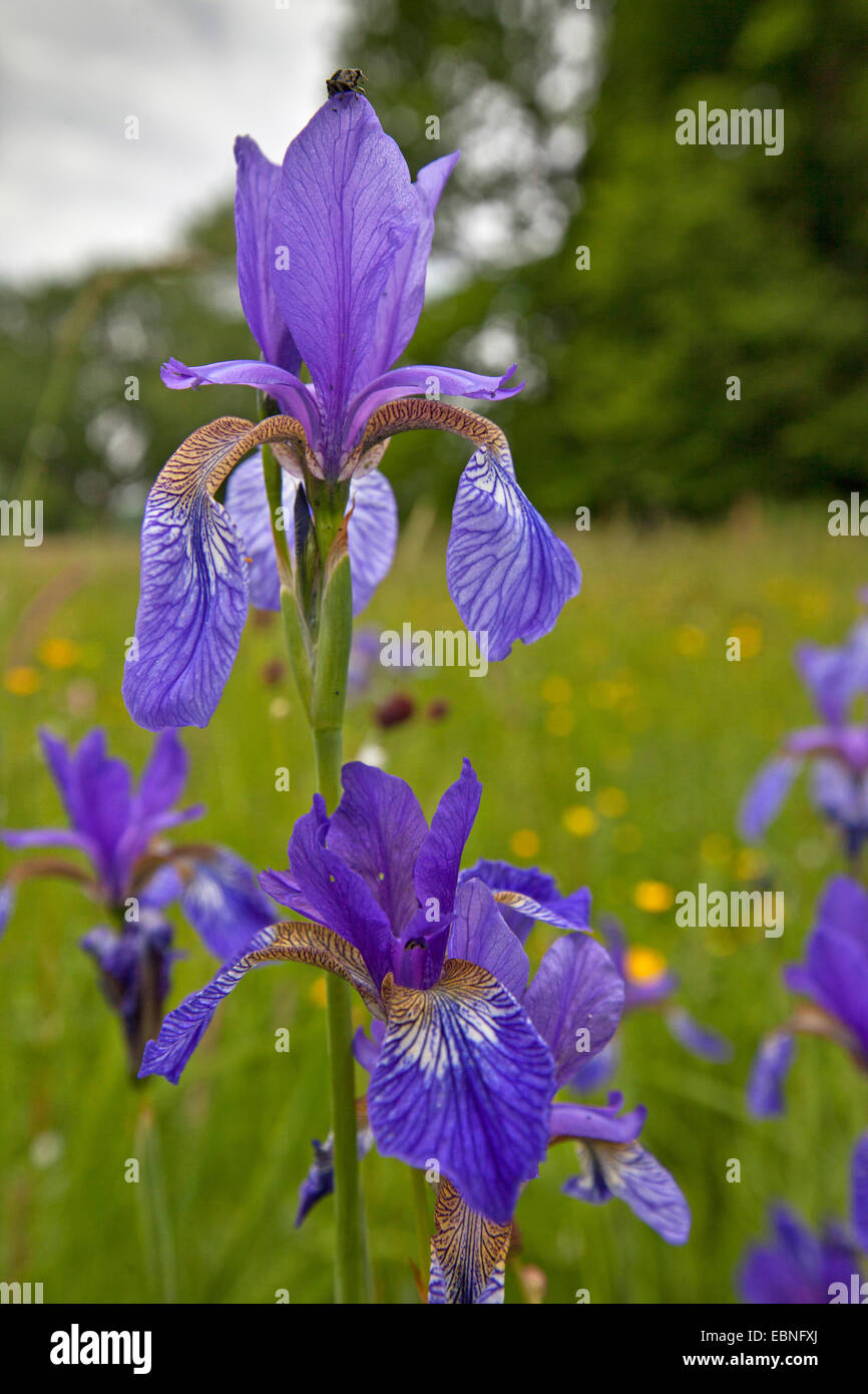 Siberian iris (Iris sibirica), che fiorisce in un prato, in Germania, in Baviera, il Lago Chiemsee Foto Stock