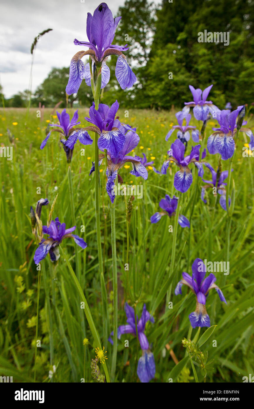 Siberian iris (Iris sibirica), che fiorisce in un prato, in Germania, in Baviera, il Lago Chiemsee Foto Stock