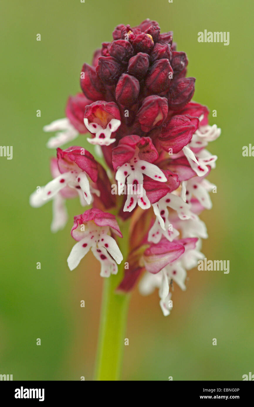 Bruciò orchidea (Orchis ustulata), infiorescenza, Germania Foto Stock