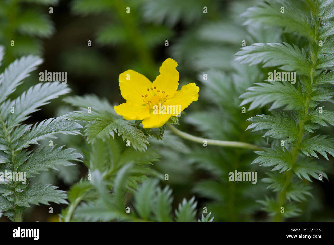 Argento erbaccia, silverweed cinquefoil (Potentilla anserina), fioritura, Germania Foto Stock