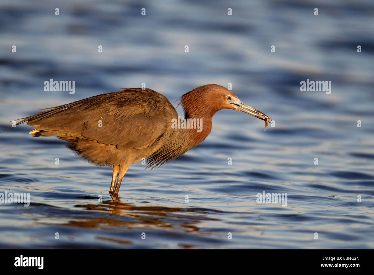 Reddish garzetta (Egretta rufescens), in piedi in acqua poco profonda con un pesce nel becco, STATI UNITI D'AMERICA, Florida Foto Stock