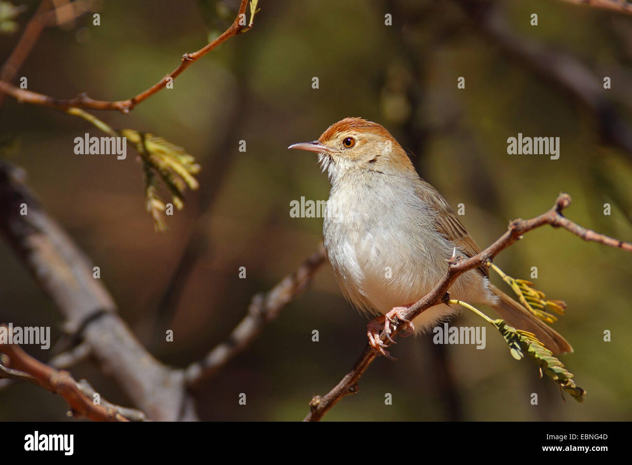 Tubazioni (cisticola Cisticola fulvicapilla), seduta in una bussola, Sud Africa, nord ovest della provincia Foto Stock