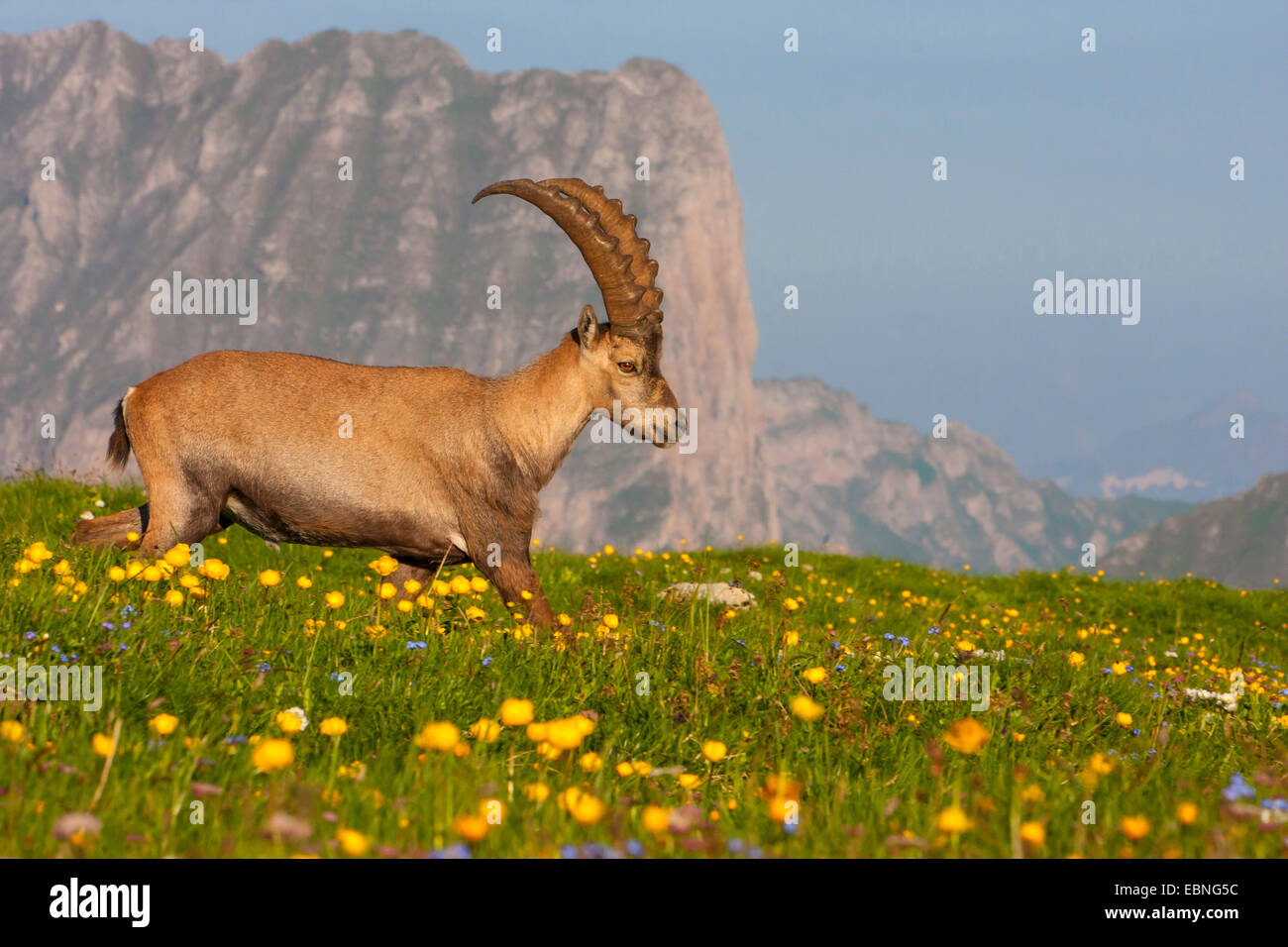 Stambecco delle Alpi (Capra ibex, Capra ibex ibex), passeggiate in un prato di montagna, Svizzera, Toggenburgo, Chaeserrugg Foto Stock