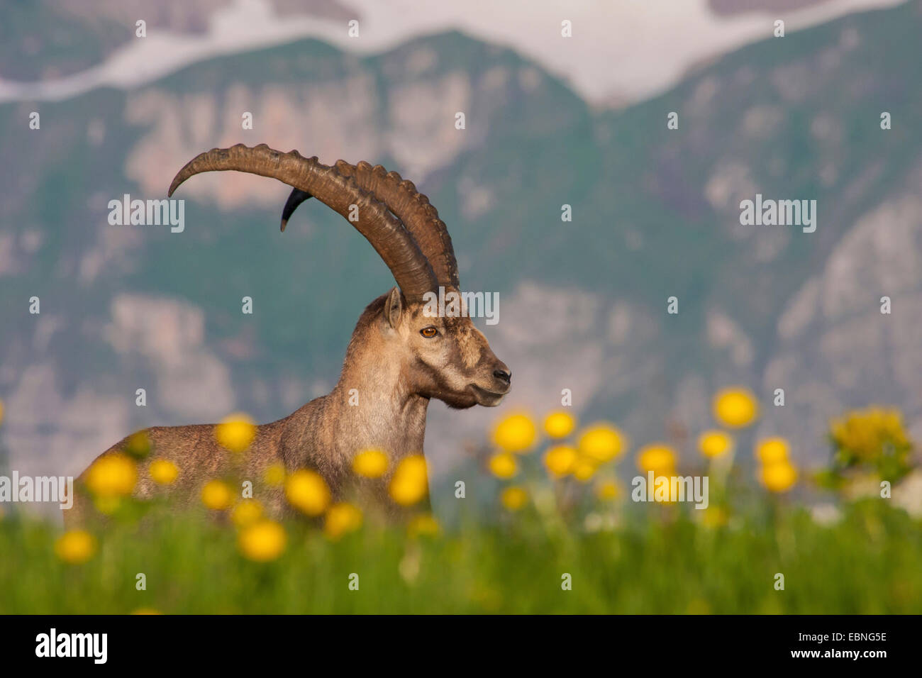 Stambecco delle Alpi (Capra ibex, Capra ibex ibex), in un prato di montagna, Svizzera, Toggenburgo, Chaeserrugg Foto Stock