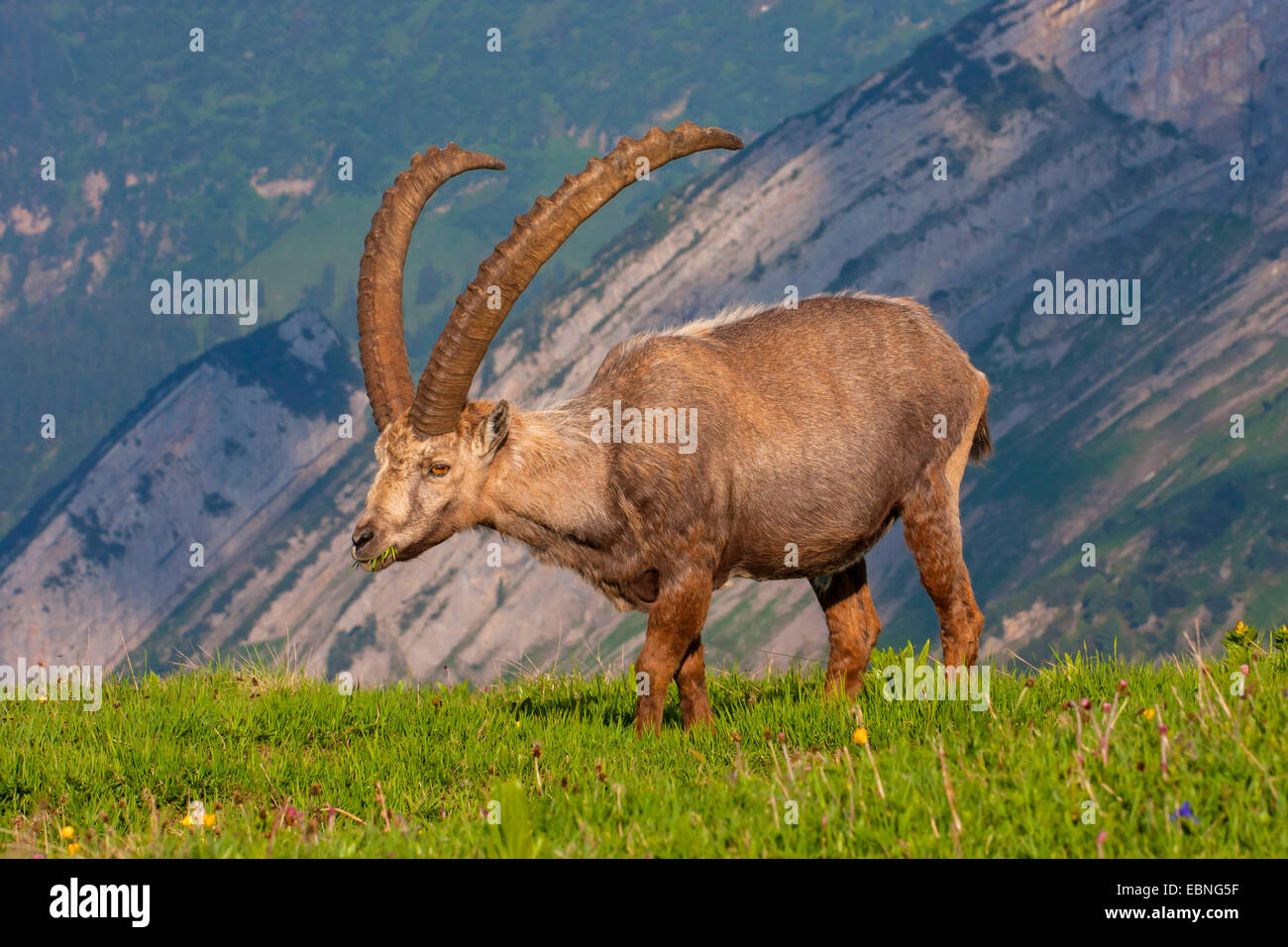 Stambecco delle Alpi (Capra ibex, Capra ibex ibex), il pascolo in un prato di montagna, Svizzera, Toggenburgo, Chaeserrugg Foto Stock