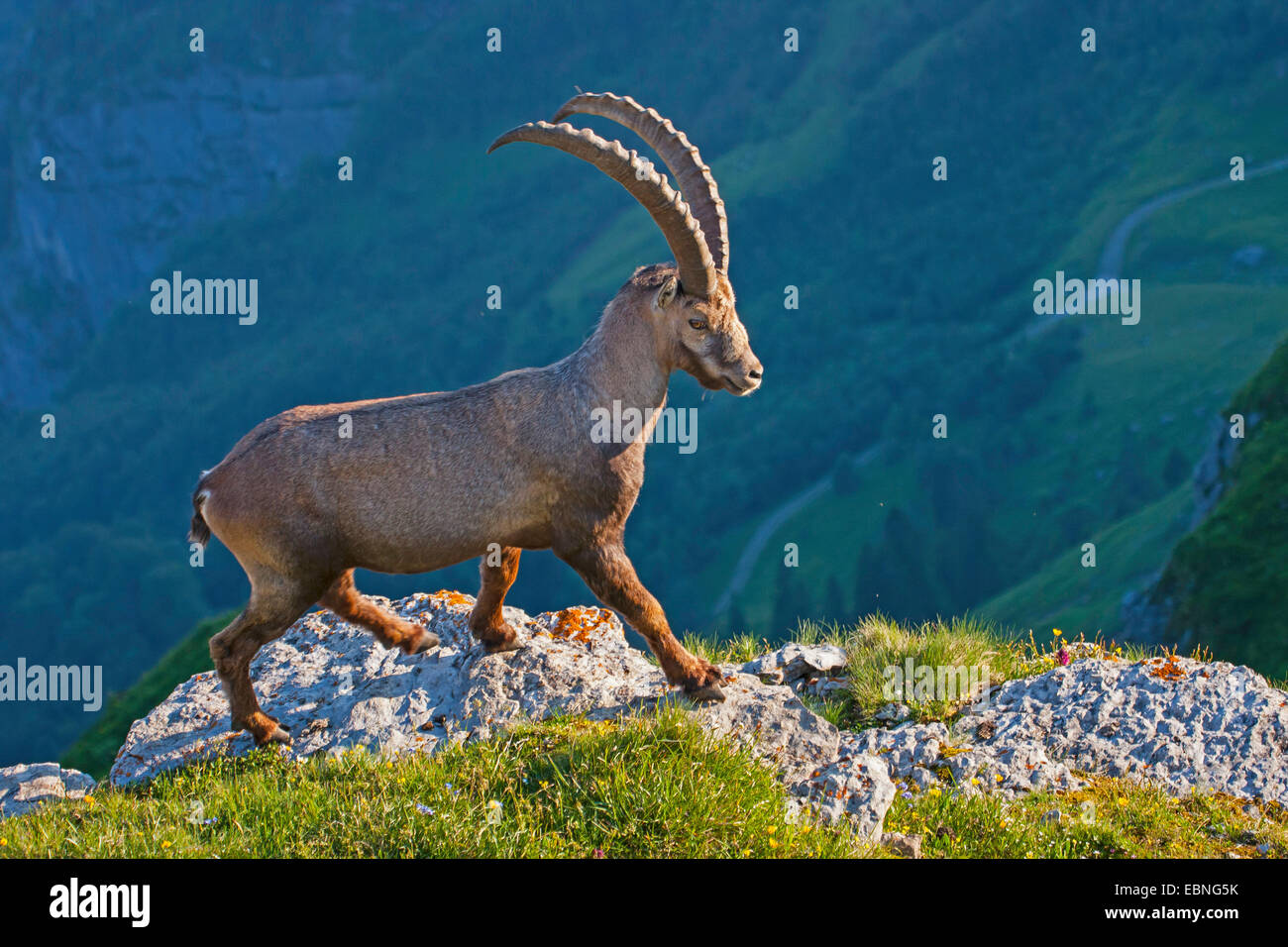 Stambecco delle Alpi (Capra ibex, Capra ibex ibex), in piedi su una roccia a guardare fuori, Svizzera, Toggenburgo, Chaeserrugg Foto Stock