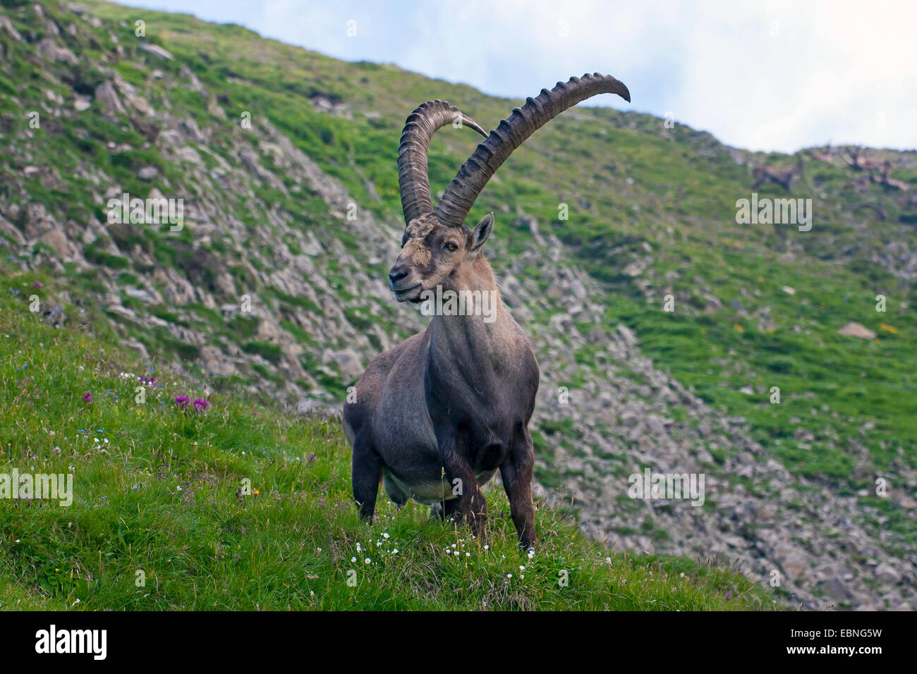 Stambecco delle Alpi (Capra ibex, Capra ibex ibex), che si trova in piedi in una ripida montagna prato, Svizzera, Alpstein, Saentis Foto Stock
