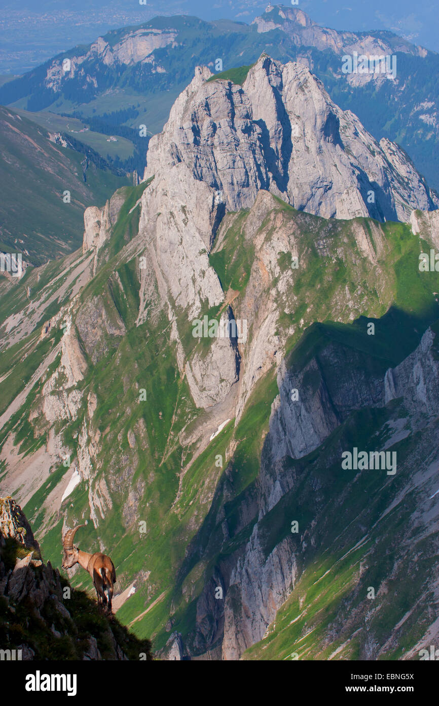 Stambecco delle Alpi (Capra ibex, Capra ibex ibex), in forte pendenza del terreno con un bellissimo paesaggio di montagna, Svizzera, Alpstein, Saentis Foto Stock