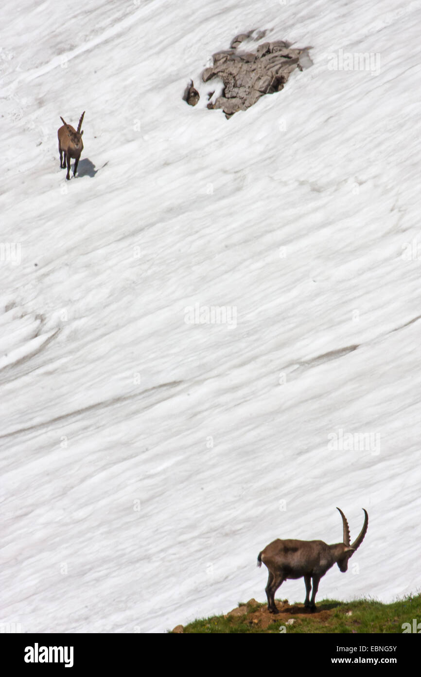 Stambecco delle Alpi (Capra ibex, Capra ibex ibex), attraversando un ripido campo di neve, Svizzera, Alpstein, Saentis Foto Stock