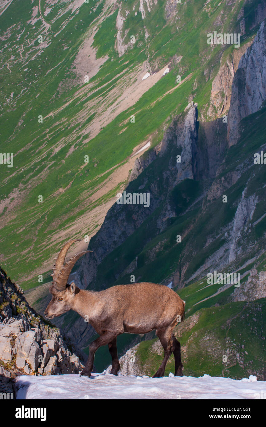Stambecco delle Alpi (Capra ibex, Capra ibex ibex), in piedi in un forte campo di neve, Svizzera, Alpstein, Saentis Foto Stock