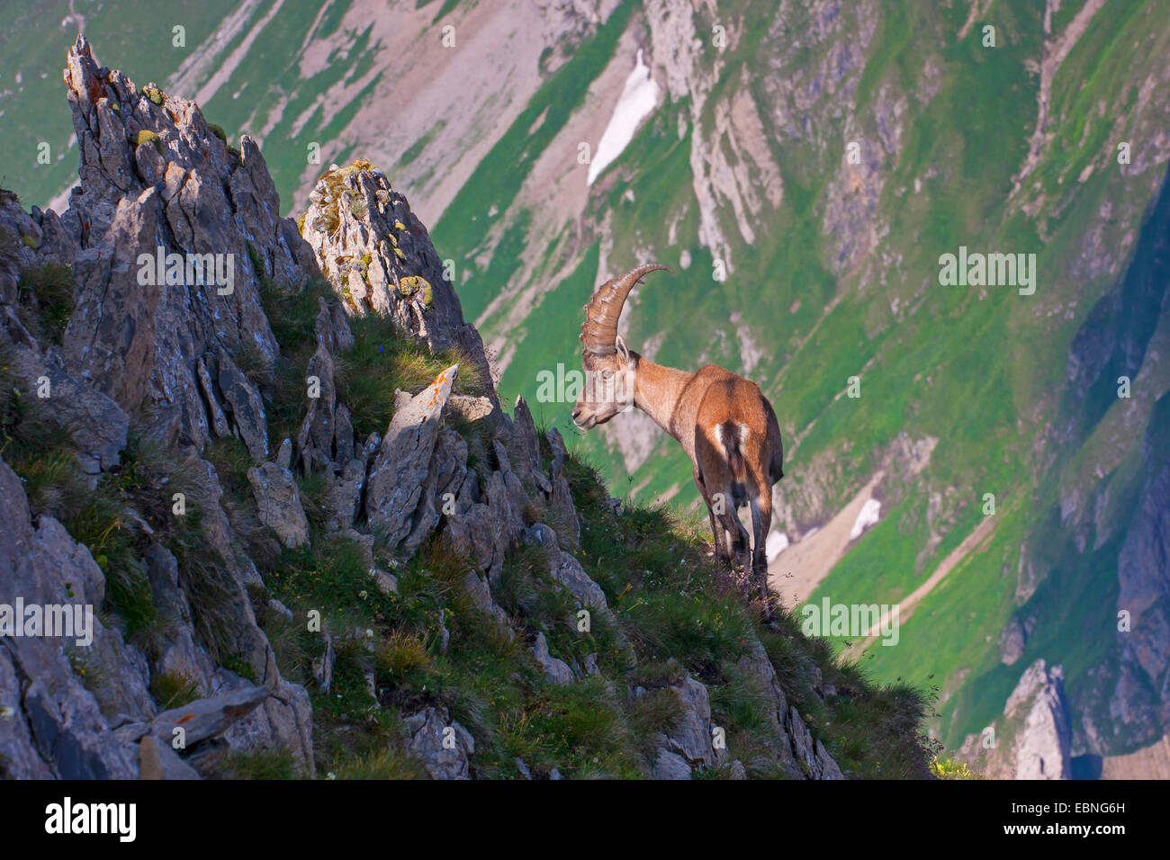 Stambecco delle Alpi (Capra ibex, Capra ibex ibex), in forte pendenza del terreno, Svizzera, Alpstein, Saentis Foto Stock