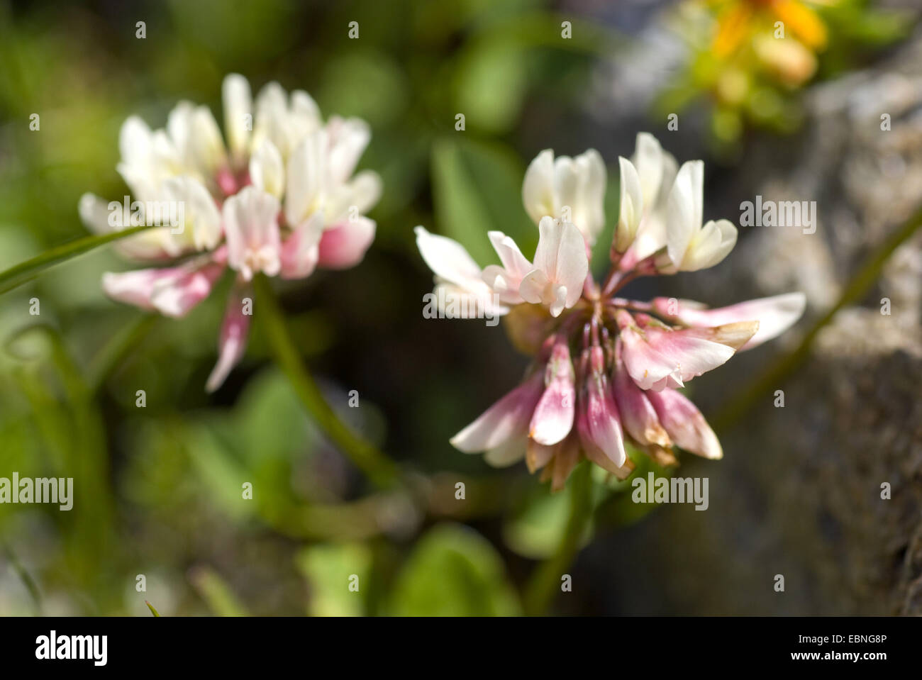 Pale di trifoglio rosso (Trifolium pallescens), fioritura Foto Stock