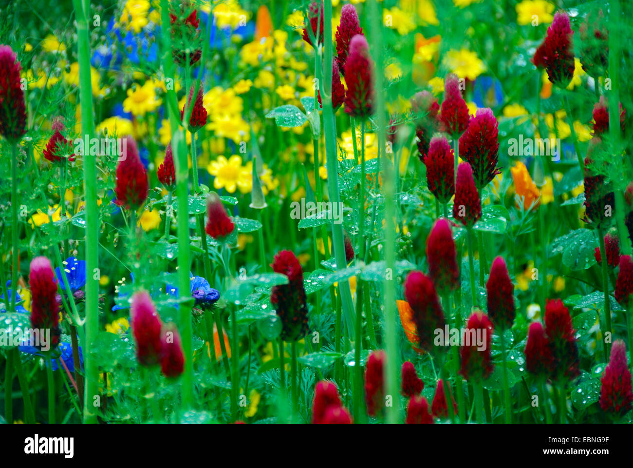 Annuale di confine di fiori selvaggi, Fetzer vigneti' Cantina sostenibile mostra giardino, RHS Chelsea Flower Show 2007, Londra, Regno Unito. Foto Stock