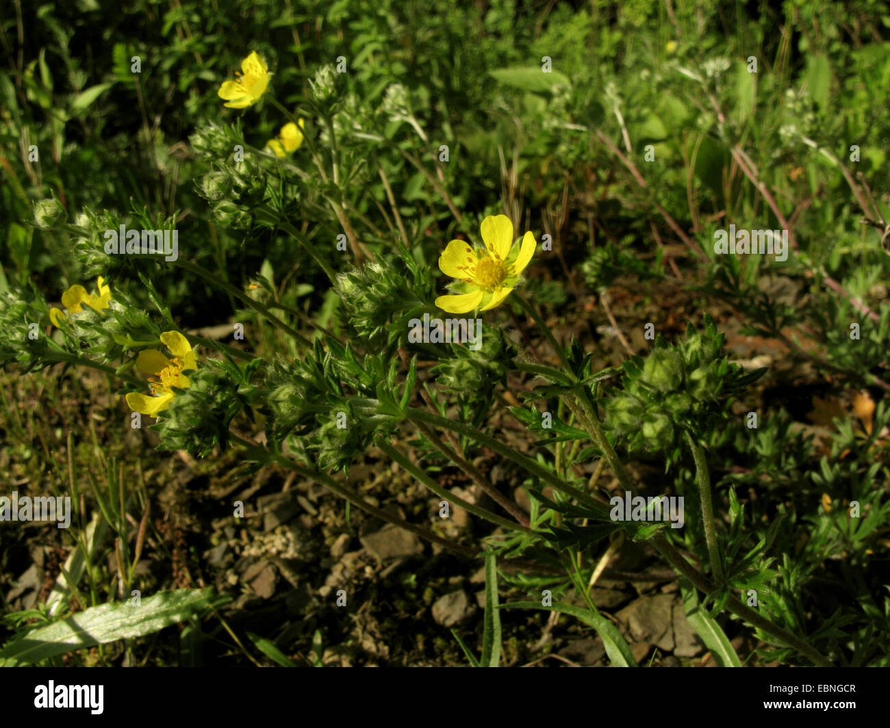 Annoso cinquefoil, cinquefoil argenteo (Potentilla argentea), fioritura, in Germania, in Renania settentrionale-Vestfalia Foto Stock