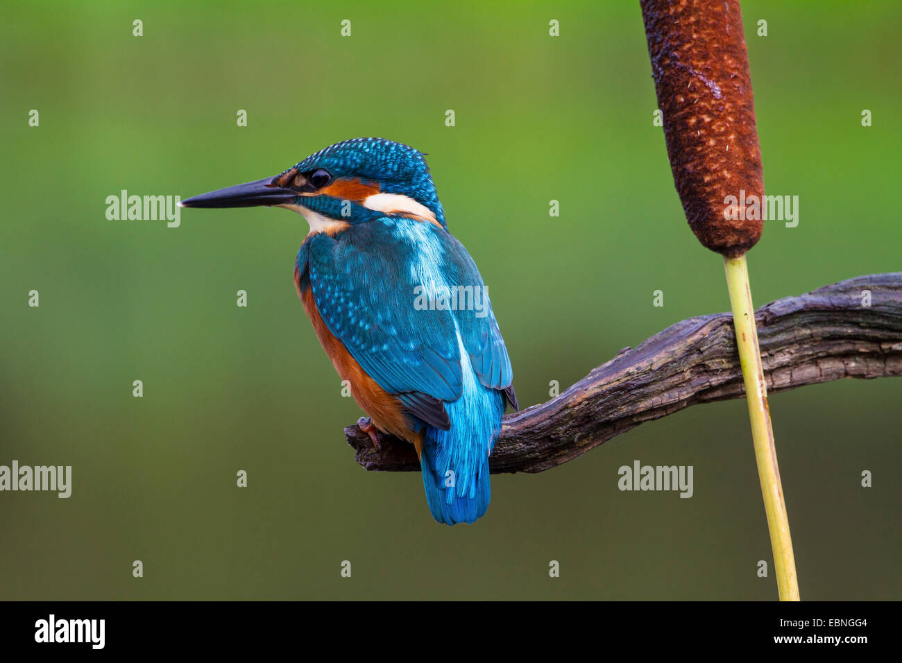 Fiume kingfisher (Alcedo atthis), seduto sul suo belvedere vicino ad un giunco, Svizzera Foto Stock