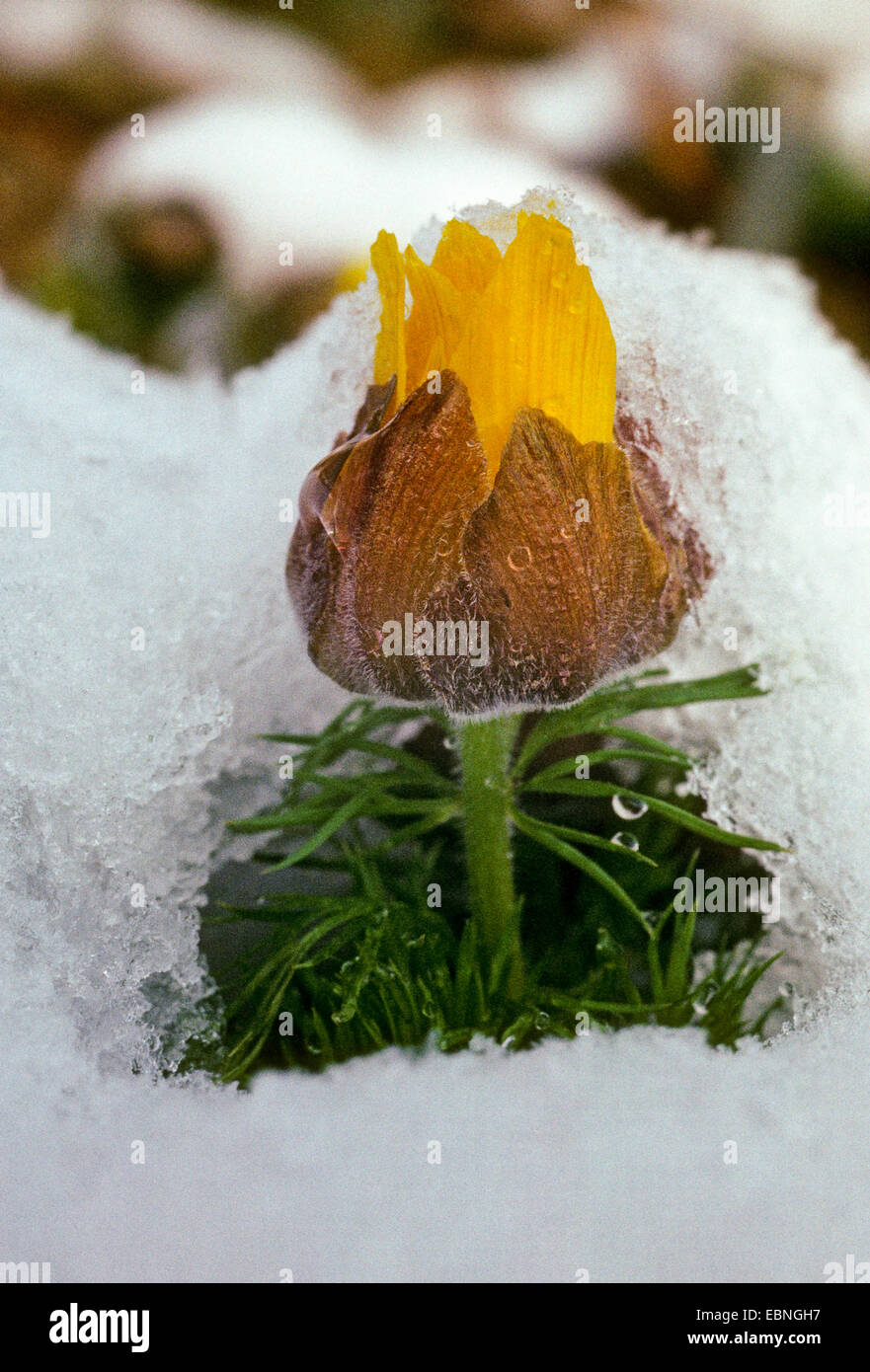 La molla di Adone, fagiano's eye (Adonis vernalis), apertura fiore nella neve, Germania Foto Stock