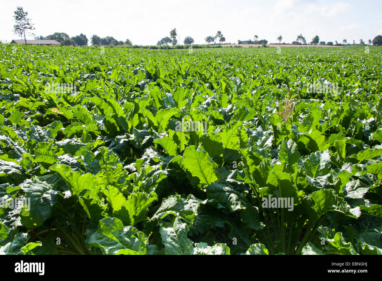 La barbabietola da zucchero e di barbabietola da zucchero, barbabietole, radice di barbabietola da zucchero root (Beta vulgaris var. altissima), la barbabietola da zucchero campo, Germania Foto Stock