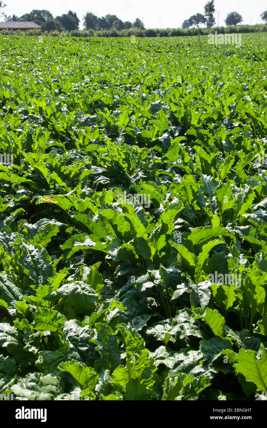 La barbabietola da zucchero e di barbabietola da zucchero, barbabietole, radice di barbabietola da zucchero root (Beta vulgaris var. altissima), la barbabietola da zucchero campo, Germania Foto Stock