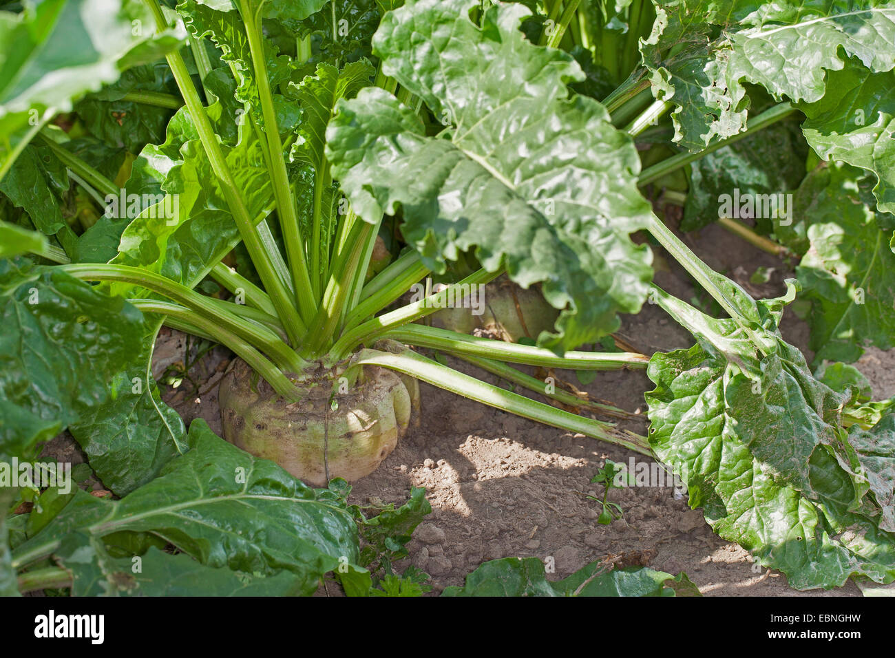 La barbabietola da zucchero e di barbabietola da zucchero, barbabietole, radice di barbabietola da zucchero root (Beta vulgaris var. altissima), la barbabietola da zucchero campo, Germania Foto Stock