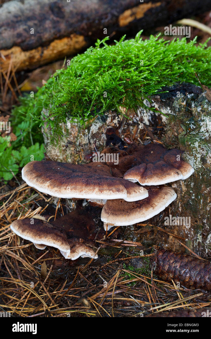 Staffa di benzoino (Ischnoderma benzoinum, benzoina Lasiochlaena), su un albero di intoppo, Germania Foto Stock