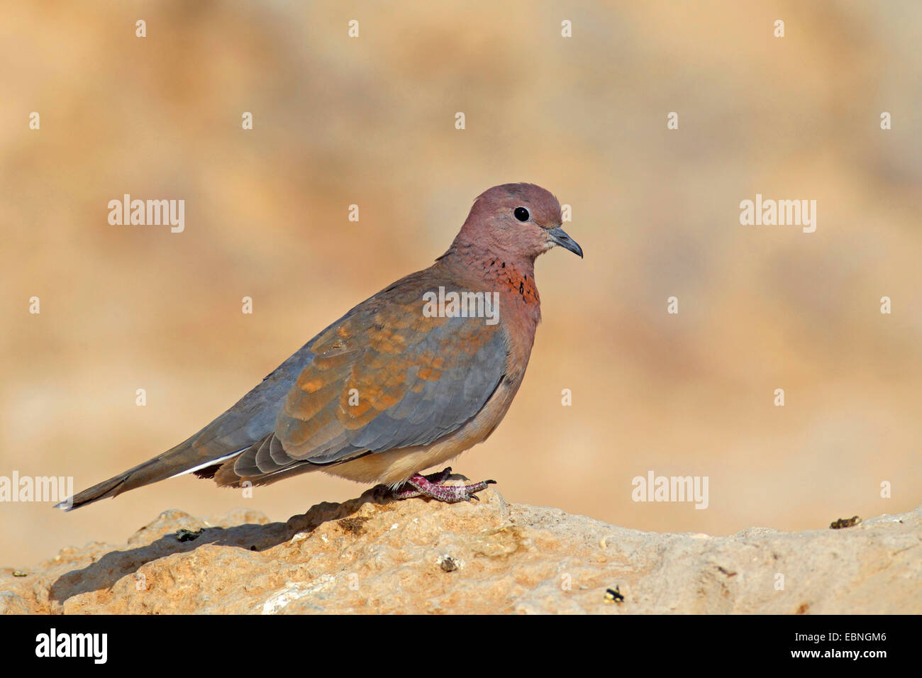 Ridendo colomba (Streptopelia senegalensis), sorge su di una pietra, Sud Africa, Kgalagadi transfrontaliera Parco Nazionale Foto Stock
