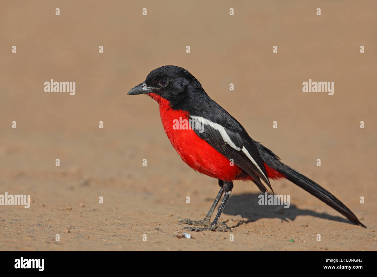 La Burchell gonolek (Laniarius atrococcineus), sorge sul terreno, Sud Africa, Parco Nazionale di Pilanesberg Foto Stock