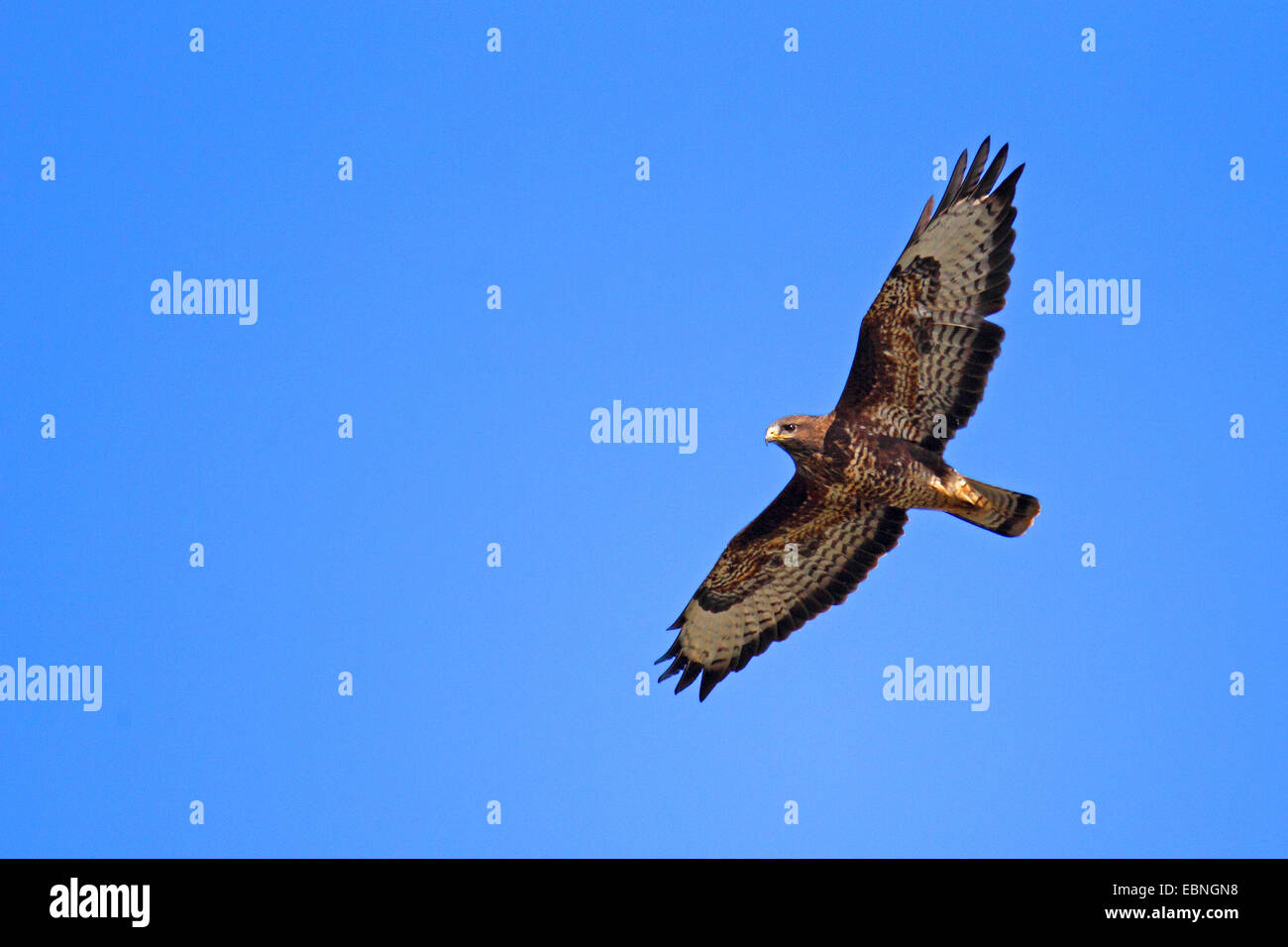 Eurasian poiana (Buteo buteo), volare, Svezia, Falsterbo Foto Stock
