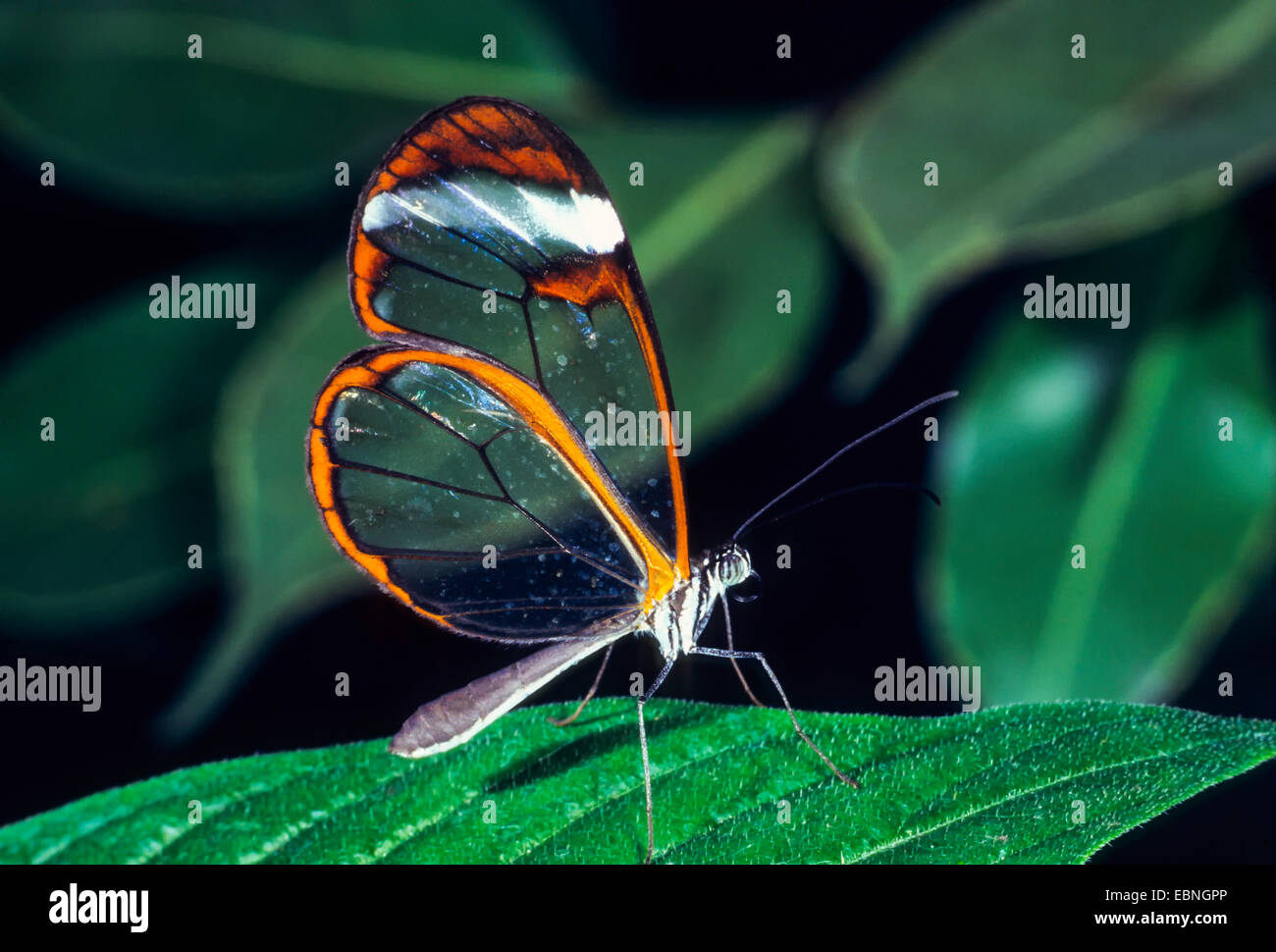 Clearwing falene, chiara-winged falene (Sesiidae, Aegeriidae), su una foglia Foto Stock