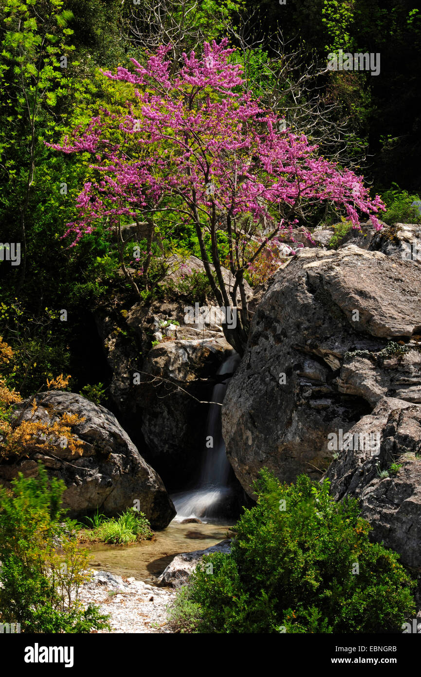 Albero di Giuda (Cercis siliquastrum), fioritura in un torrente di Olymp, Grecia, Makedonien , Olymp Foto Stock