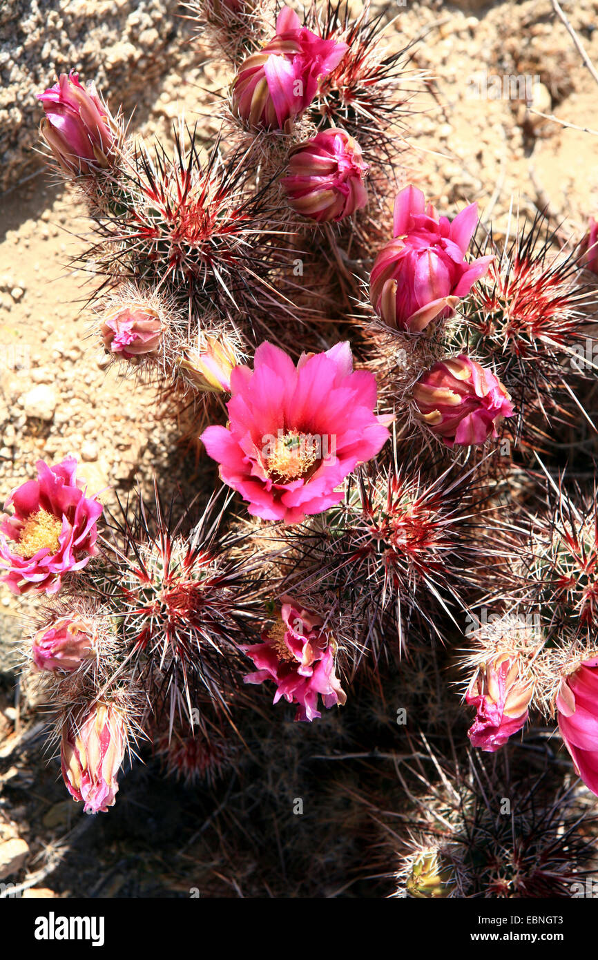 Il calicò Cactus, Dagger-Spine Riccio, Engelmanns Riccio, Indian Fragola, Hedgehog Needle-Spine Riccio, Purple-Spined Cactus Hedgehog, Fragola Hedgehog (Echinocereus engelmannii), fioritura, Stati Uniti, California, Joshua Tree National Park Foto Stock