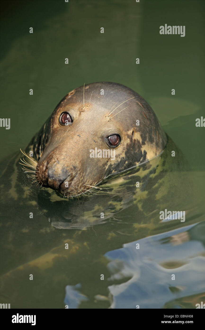 Guarnizione grigio (Halichoerus grypus), ritratto, Germania, Schleswig-Holstein, Sylt Foto Stock