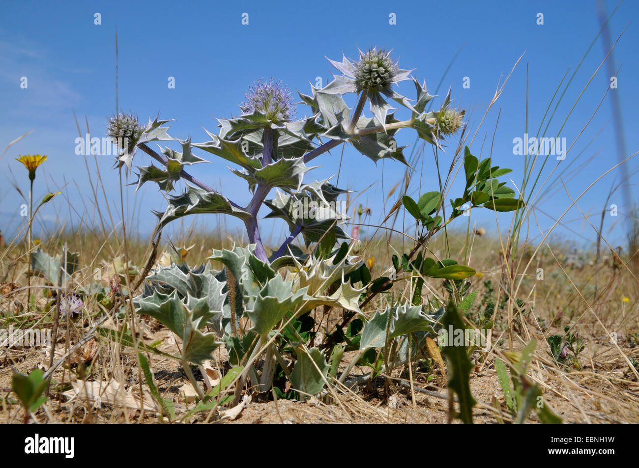 Sea-holly, seaside coyote-thistle (Eryngium maritimum), fioritura sulla spiaggia , Francia , Brittany Foto Stock