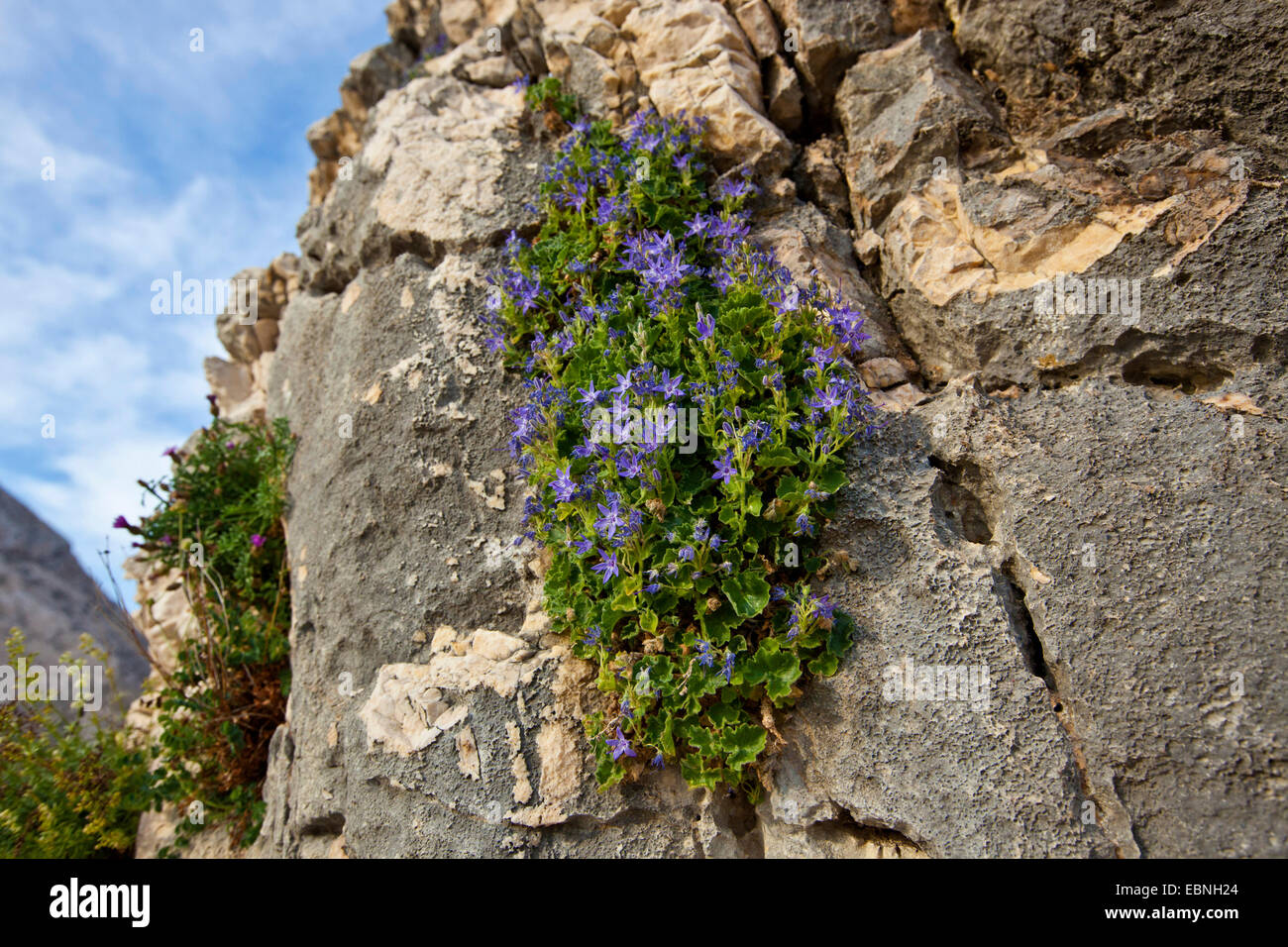 Campanula garganica (Campanula garganica), fioritura in corrispondenza di una parete di roccia, Croazia, Istria Foto Stock