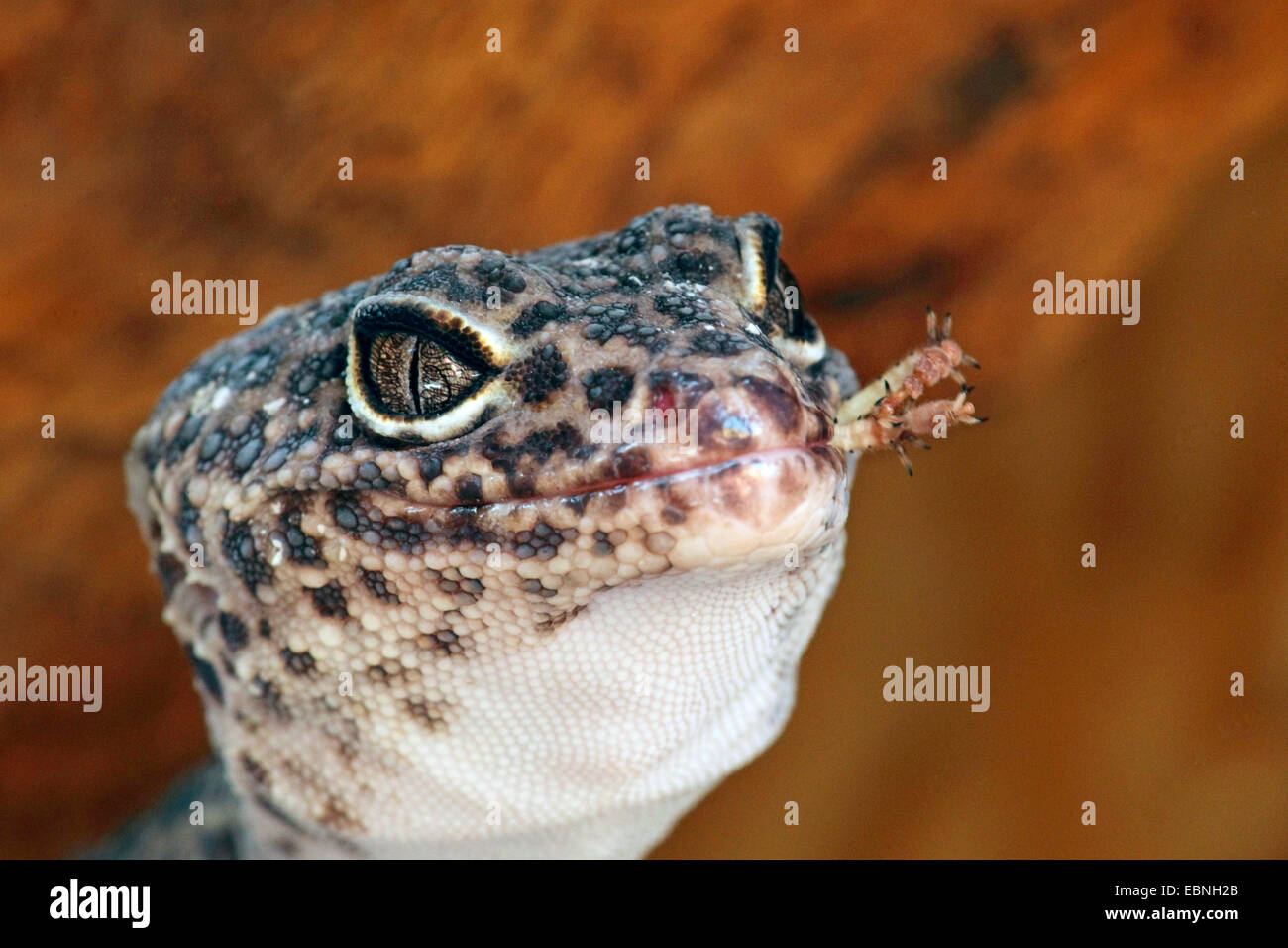 Leopard gecko (Eublepharis macularius), alimentando grashopper Foto Stock