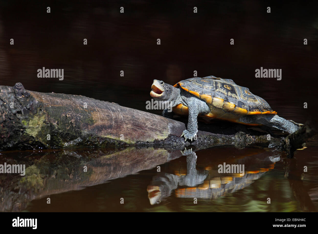 Diamondback terrapin (Malaclemys terrapin), si siede con una bocca aperta su un pezzo di legno, che si trova nell'acqua, immagine speculare, STATI UNITI D'AMERICA, Florida Foto Stock